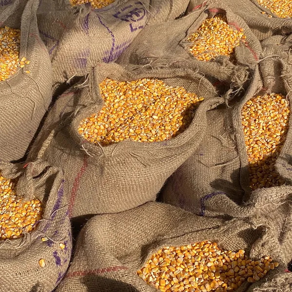 Maize grain in burlap sacks – bulk food supplies, Tibleino General Trading